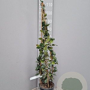 Trachelospermum jasminoides 80-100 cm 2,0L