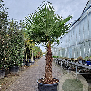Trachycarpus fortunei 100 cm stam container