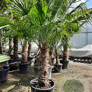 Trachycarpus fortunei 100 cm stam container