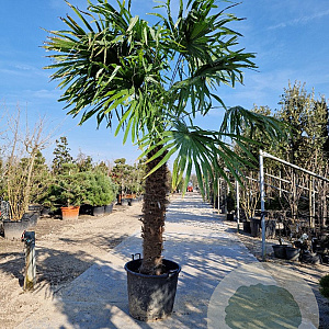 Trachycarpus fortunei 150 cm stam container