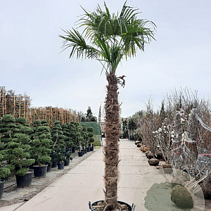 Trachycarpus fortunei 210 cm stam container