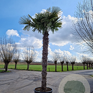 Trachycarpus fortunei 210 cm stam container