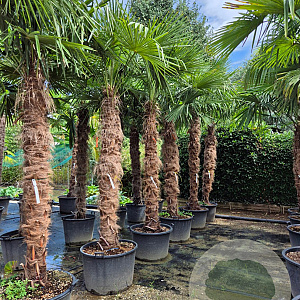 Trachycarpus fortunei 220 cm stam container