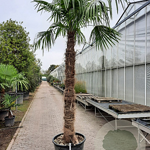 Trachycarpus fortunei 220 cm stam container