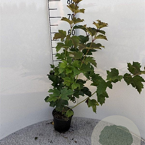 Viburnum opulus 40-60 cm 2,0L