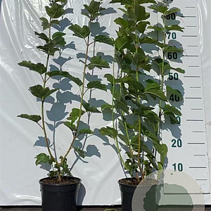 Viburnum opulus 40-60 cm 2,0L