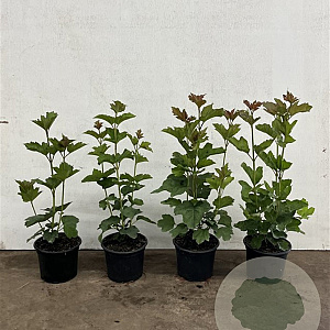 Viburnum opulus 40-60 cm 2,0L