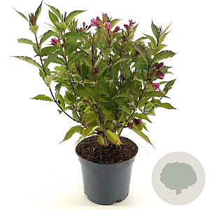 Weigela Big Love 30-40 cm 3,0L