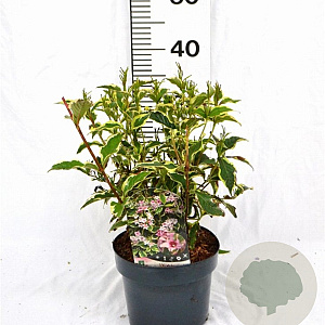 Weigela 'Nana Variegata' 30-40 cm 3,0L
