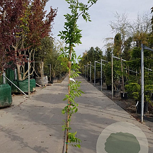 Wisteria flor. 'Domino' 175-200 cm 3,0L