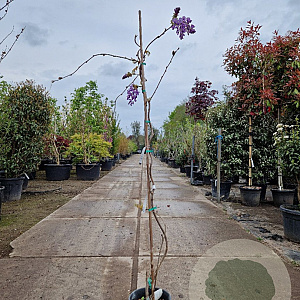 Wisteria flor. 'Honbeni' 175-200 cm 10L