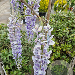 Wisteria flor. 'Lawrence' 175-200 cm 3,0L