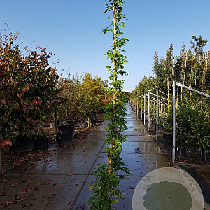 Wisteria flor. 'Lawrence' 250-300 cm 7,5L