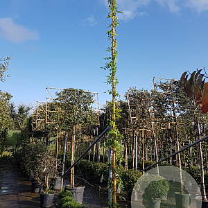 Wisteria flor. 'Shiro-noda' 450-500 cm 30L