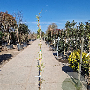 Wisteria sinensis 'Alba' 350-400 cm 18L