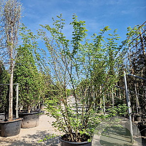 Zelkova serrata 200-250 cm container solitair 2-3 tak