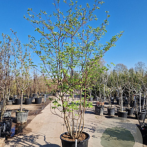 Cornus controversa 250-300 cm container meerstammig