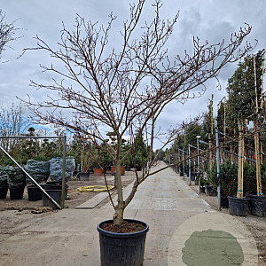 Cornus controversa 'Variegata' 250-300 cm cont. 70L