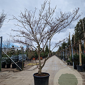 Cornus controversa 'Variegata' 250-300 cm cont. 70L