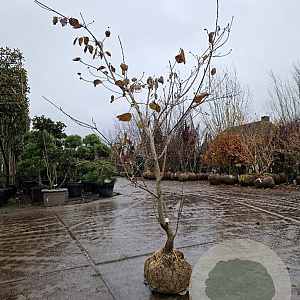Cornus 'Eddie's White Wonder' 175-200 cm draadkluit meerstammig solitair