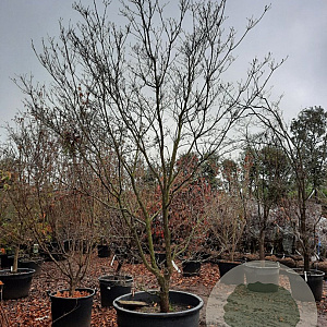 Cornus florida rubra 350-400 cm container solitair 2-3 tak