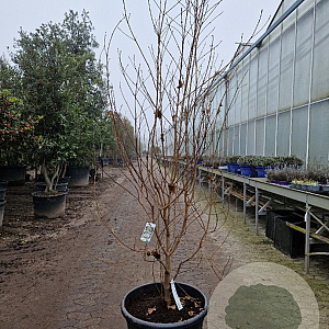 Cornus kousa chinensis 175-200 cm container meerstammig