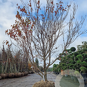 Cornus k. 'Milky Way' 250-300 cm draadkluit meerstammig 4 X verplant extra