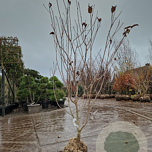 Cornus k. 'Satomi' 150-175 cm draadkluit meerstammig