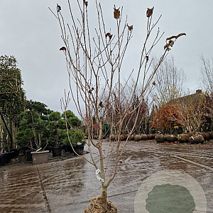 Cornus k. 'Satomi' 150-175 cm draadkluit meerstammig
