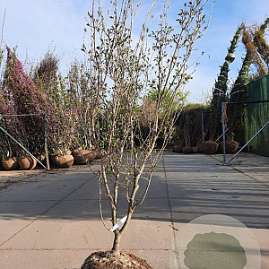 Cornus k. 'Satomi' 200-250 cm draadkluit meerstammig
