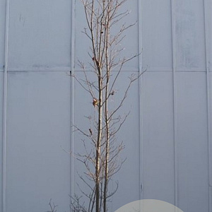 Cornus k. 'Satomi' 300-350 cm draadkluit