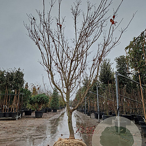 Cornus k. 'Satomi' 300-350 cm draadkluit
