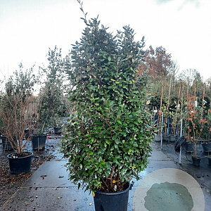Elaeagnus ebbingei 175-200 cm 50L