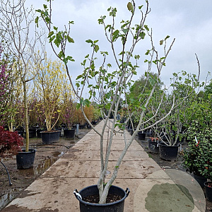 Ficus carica 250-300 cm container meerstammig