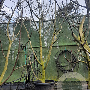 Ficus carica 300-350 cm container meerstammig