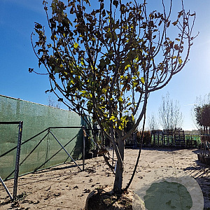 Ficus carica 400-450 cm draadkluit solitair vanaf 2