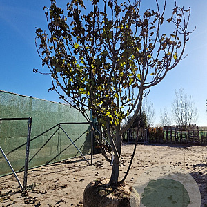 Ficus carica 400-450 cm draadkluit solitair vanaf 2