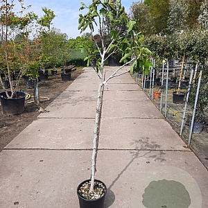 Ficus carica 100 cm stam container 8-10