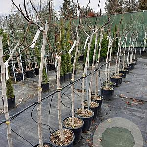 Ficus carica 100 cm stam container 8-10