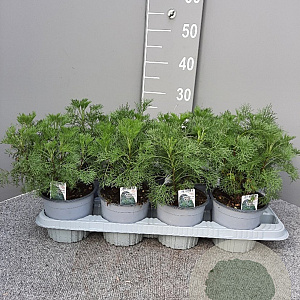 Artemisia abrotanum P14