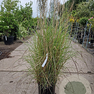 Miscanthus sinensis 125-150 cm container meerstammig