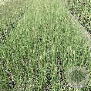 Molinia caerulea 'Heidebraut' GM 2,0L