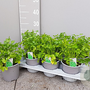 Petroselinum crispum P14