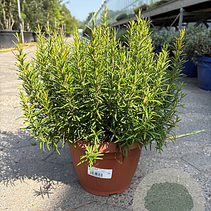 Rosmarinus officinalis GM C5