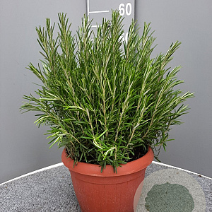 Rosmarinus officinalis GM C5