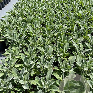 Stachys byzantina GM 2,0L