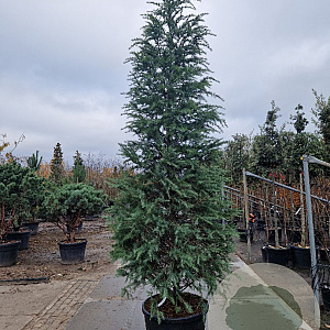 Cedrus deodara 300-350 cm cont. 110L