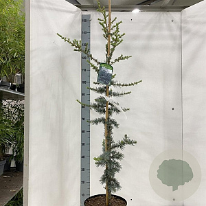 Cedrus l. 'Glauca' 100-125 cm 7,5L solitair