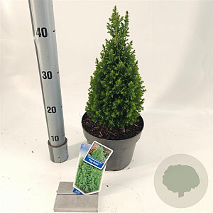 Chamaecyparis t. 'Top Point' 25-30 cm 3,0L