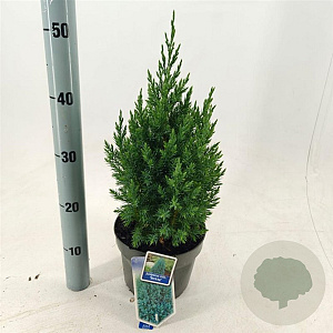 Juniperus chin. 'Stricta' 25-30 cm 3,0L
